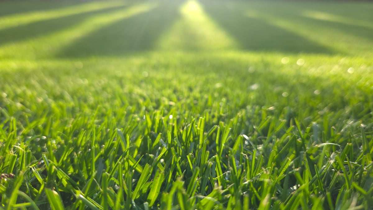 Empire Zoysia